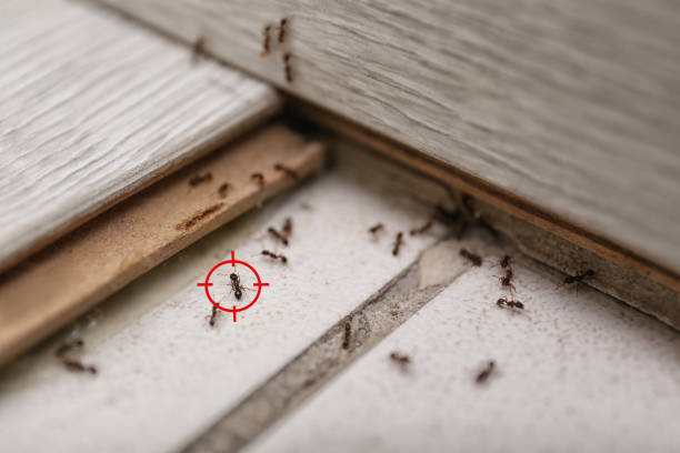Best Bed Bug Extermination  in Wellington, TX