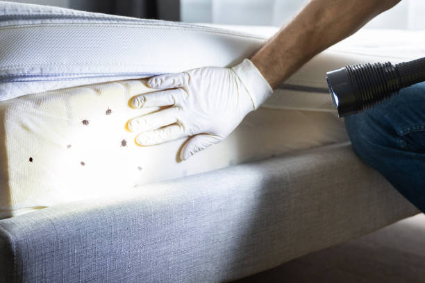 Best Cockroach Control Services  in Wellington, TX