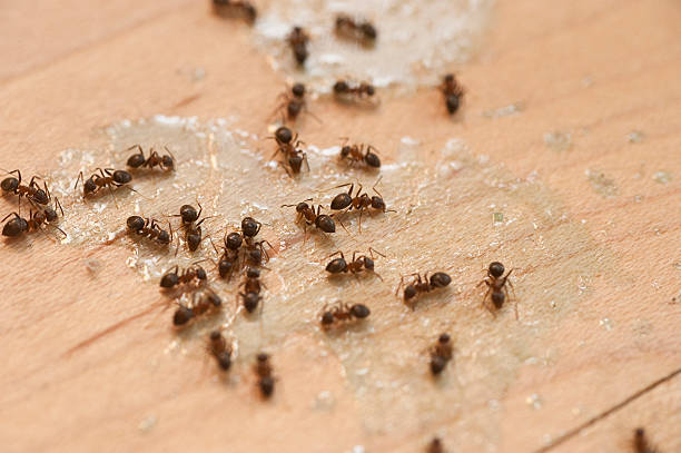 Best Affordable Pest Control Services  in Wellington, TX
