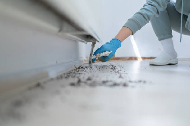 Best Spider Control Near Me  in Wellington, TX